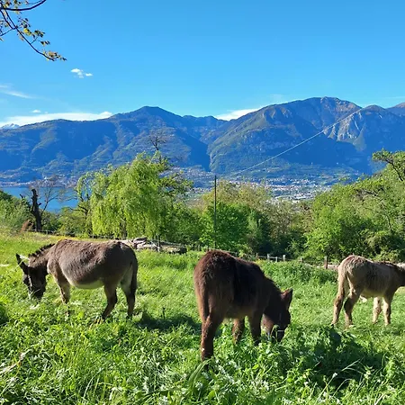 Il Quinto Gelso Pisogne