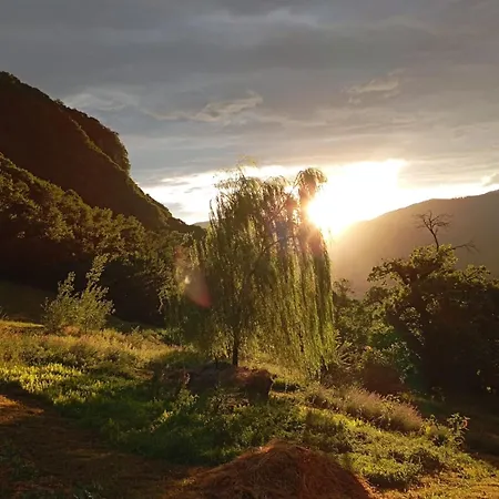 Il Quinto Gelso